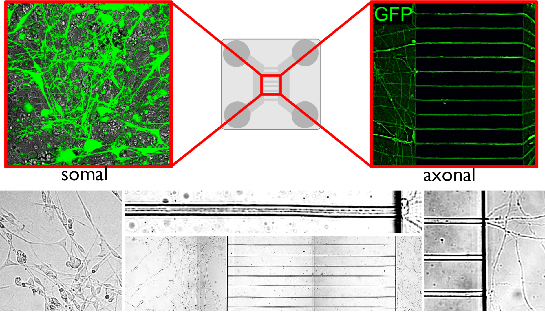 A mikrokapillárisokon keresztülnövesztett axonok lehetővé teszik ugyanazon sejt sejttestjének és axonvégződésének funkcionális elkülönítését és ezáltal a köztük zajló anyagforgalom vizsgálatát.