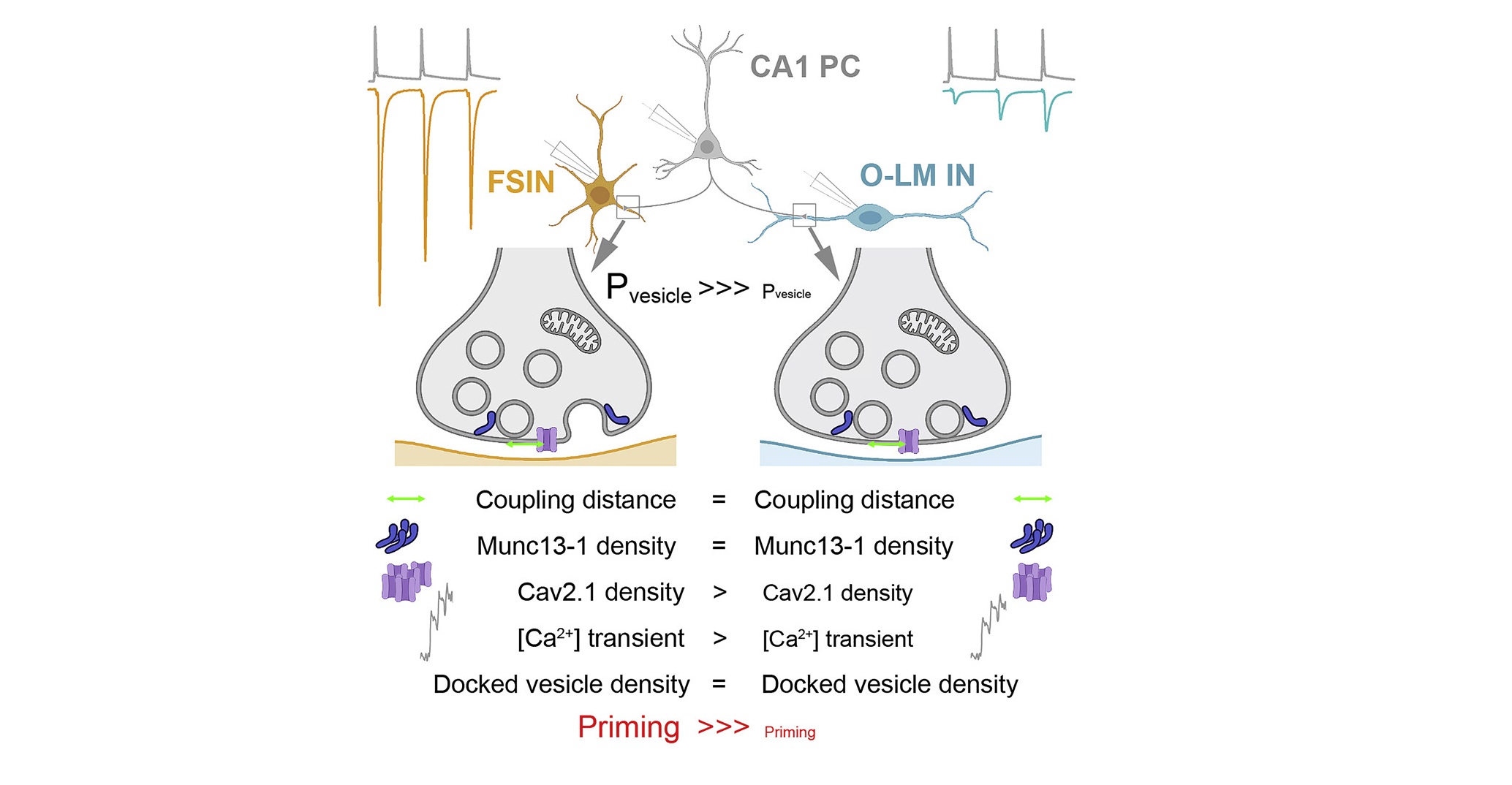 In vitro eredményeink a Neuron-ban diakép