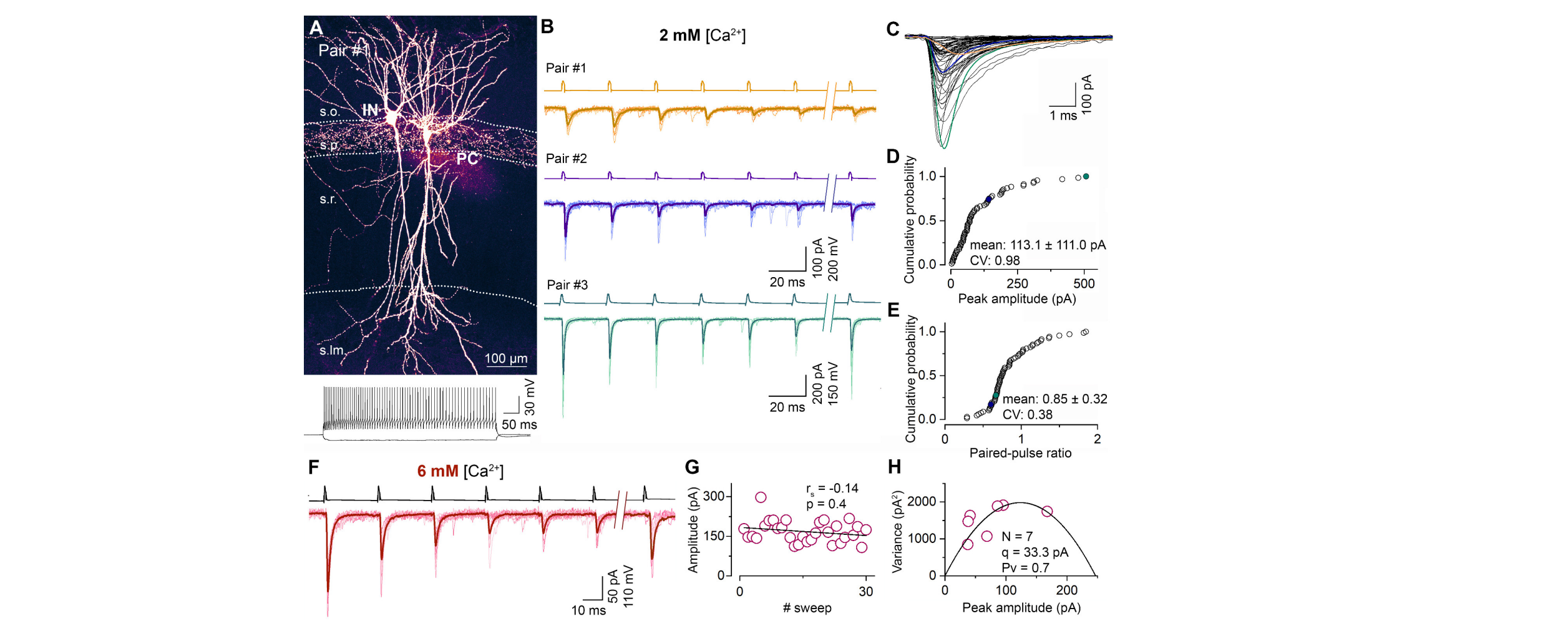 Variability in the Munc13-1 content of excitatory release sites diakép