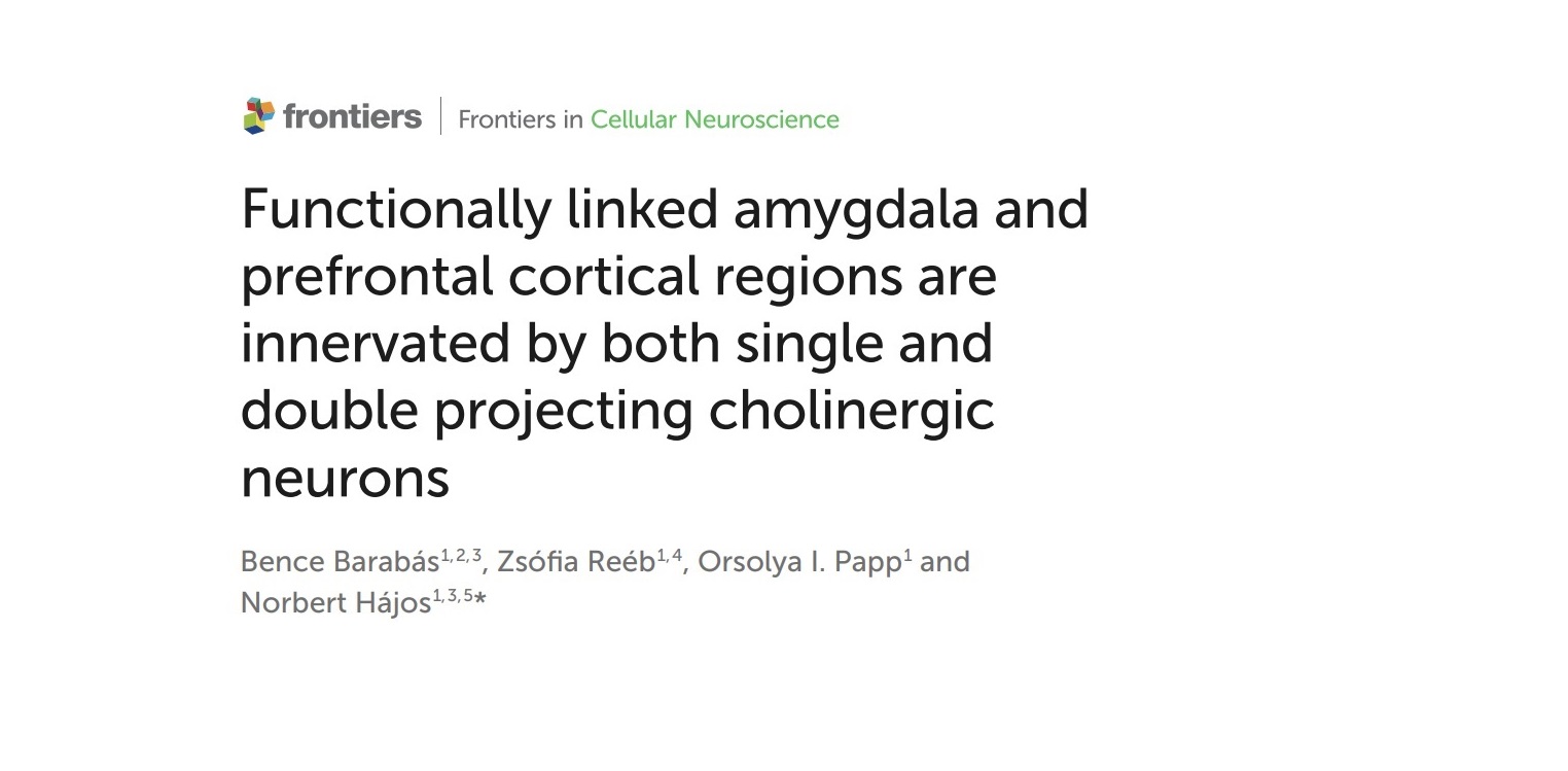 Bence's paper was accepted in Frontiers in Cellular Neuroscience diakép