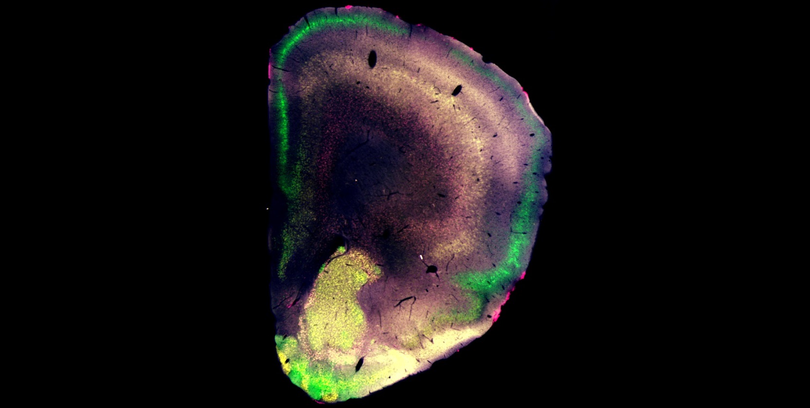 Petra Nagy-Pál published her first first-author paper in The Journal of Neuroscience diakép