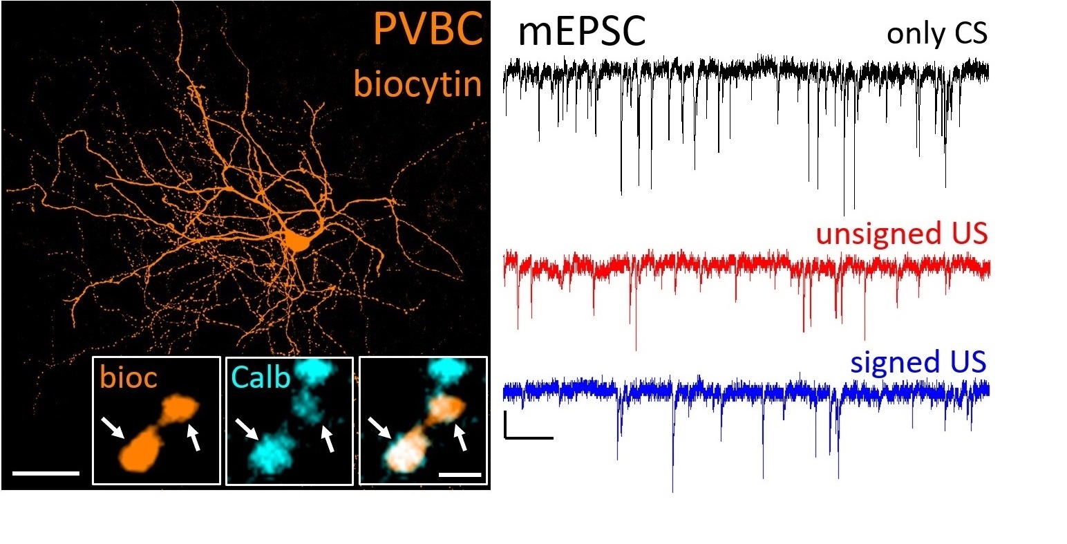 Zsuzsanna Fekete published her first co-first author paper in the Frontiers in Cellular Neuroscience diakép