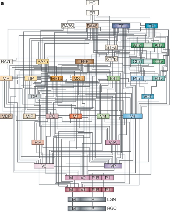 A főemlősök és az ember látásfeldolgozásában részt vevő agykérgi területeinek hálózata. Több mint 30 terület kapocslódik egymáshoz és segíti egymás működését előre és vissza irányuló kapcsolatok útján.