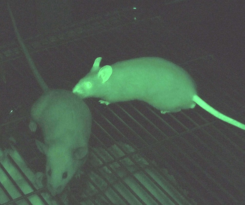 A jobb oldali egér zöld fluoreszcens fehérjét fejez ki izmaiban és idegsejtjei egy részében. A fluoreszcensen gerjesztett fény átdereng bőrén és a recehártyájában is megjelenik. 