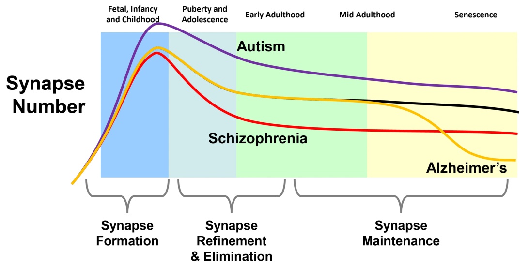 A szinapszisok számának változása az élet során az emberi agyban. Születés előtt tetézik az idegsejtek és szinapszisok száma.