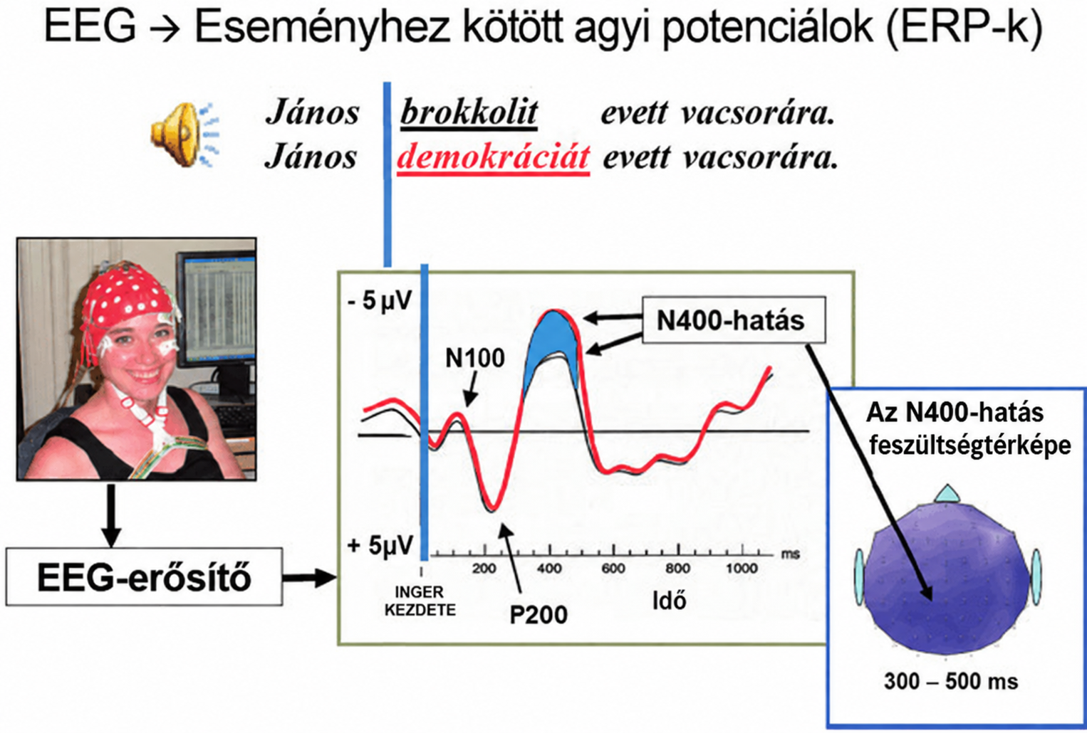 A kísérlet mely bemutatja, hogy agyunk minden egyes szó értelmezését automatikusan összeveti a mondat tartalmával. A kísérleti alany fejére helyezett EEG sapkával sok csatornán lehet elvezetni az egyes agyterületek aktivációs mintázatát. Amikor egy nyelvtanilag (szintaktikailag) ugyan helyes, de jelentésileg (szemantikailag) hibás mondatban megjelenik az oda nem illő szó, az agy aktivitása megváltozik (kék terület), jelzi, hogy valami nem stimmel. A legnagyobb eltérést a látó és a nyelvi terület határán lehet elvezetni.