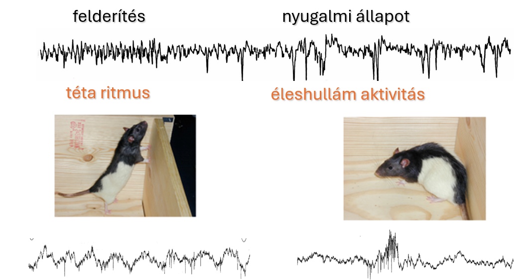 Miközben a patkány felderíti környezetét, hippokampuszából periodikus theta aktivitás vezethető el. Amikor valamilyen fontos inger (jó vagy rossz) éri, hippokampuszában a lecsendesedő EEG alapon rövid ideig tartó éles-hullám-fodor kisülések jelennek meg.