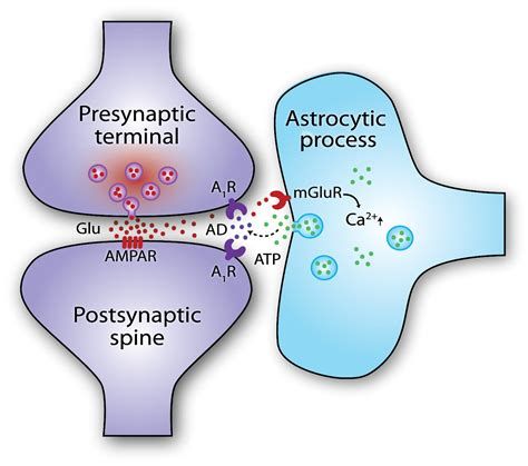 A preszinaptikus axonvégződésből a serkentő glutamáttal együtt ATP (adenozin) is felszabadul, ami aztán a szinapszis mindkét oldalán adenozin receptorokhoz kapcsolódva csökkenti az átvitel erősségét. A nap során az adenozin felhalmozódik. Alvás alatt az asztrocita nyúlványok eltávolítják az adenozint és helyreállítják a jelátvitelt.
