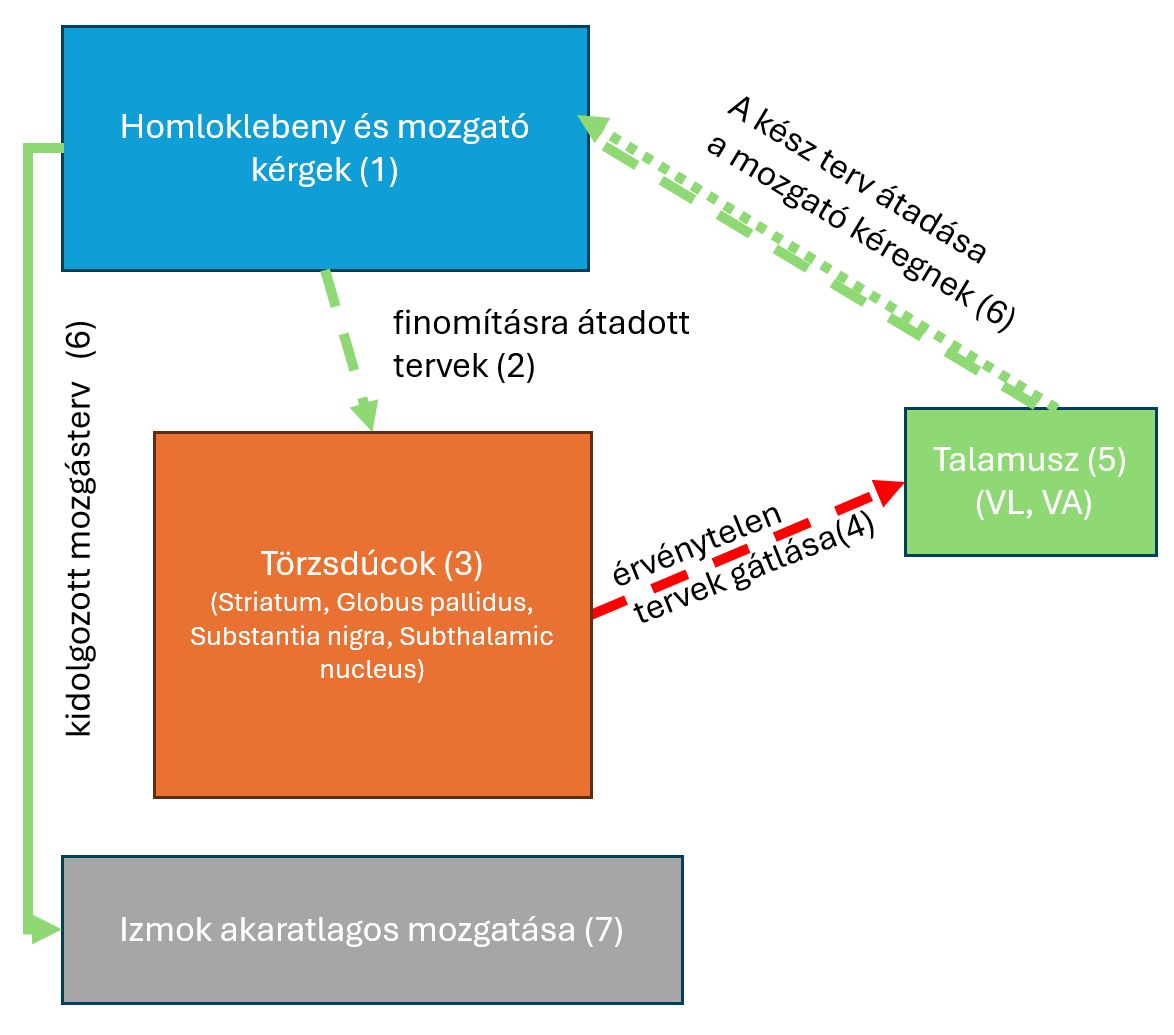 A mozgás tervezésének egyszerűsített vázlata. A homloklebenyben kidolgozott tervek közül a törzsdúcok kiszűrik a nem megvalósíthatókat. A maradék tervek az elsődleges mozgató kéregben véglegesítődnek és végrehajtásra kerülnek az izmokban. 