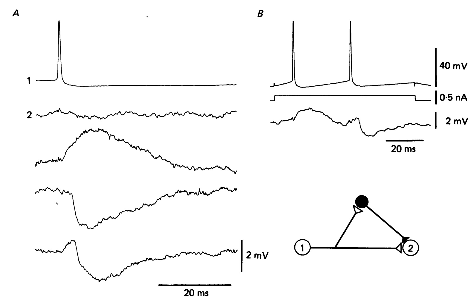 The pinnacle of patience. Rihard Miles's 1986 diagram showing the elements of the relationship between two stimulating pyramidal cells and an interposed inhibitory cell. His unique measurements of EPSP and IPSP have been used by modellers ever since.