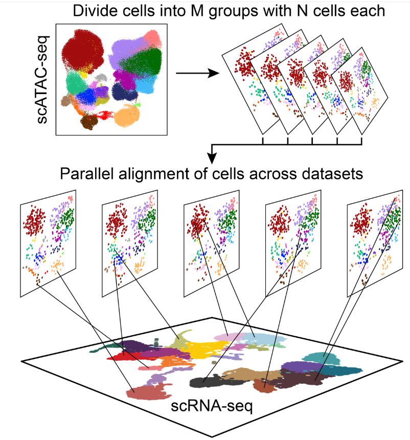 A teljes génkifejeződési csoportokon belül azonosítható, hogy az egyes sejtek hova esnek. Melyik milyen genetikai állapotban van és a kifejeződés kölönböző elemei hogyan függenek össze.