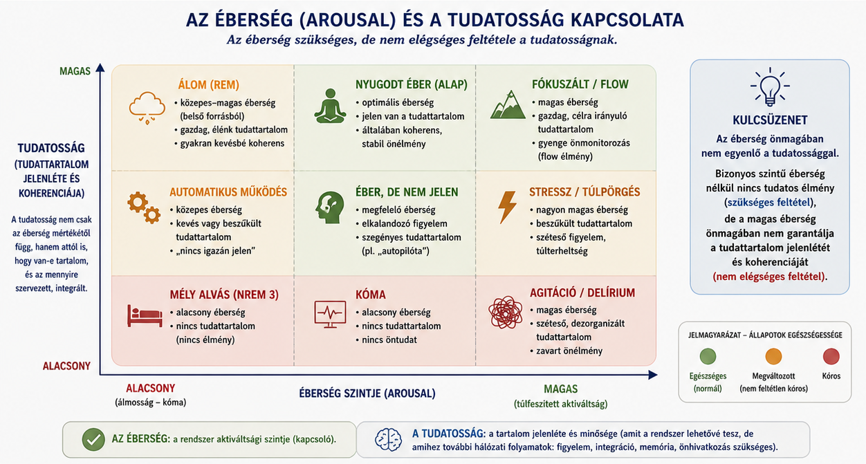 Az éberséget biztosító kéreg alatti területek és a tudattartalmat biztosító agykéreg összjátékából alakulnak ki a különböző tudatállapotok.