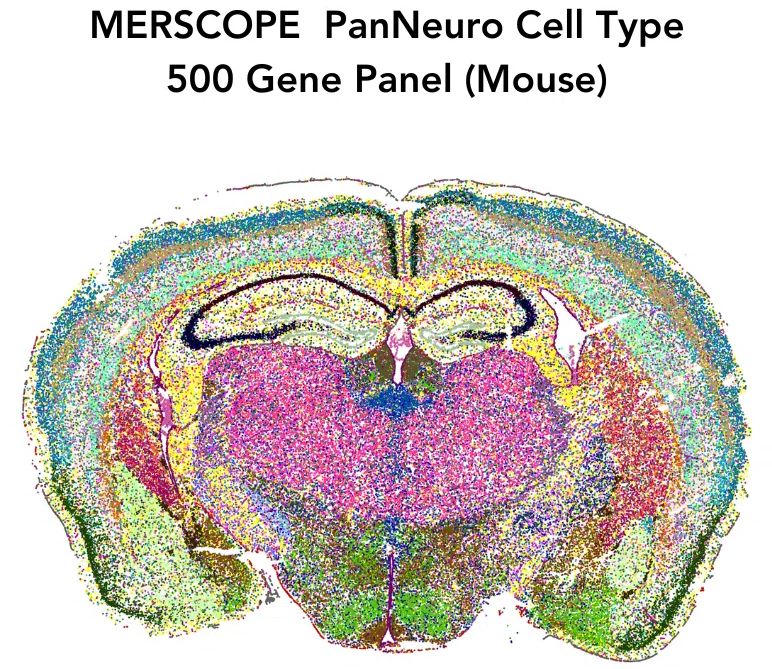 Az egér agyban kifejezett 500 gén alapján különböző csoportokba eső sejtek eloszlása. Az 500 gén előfordulásának összefüggését sokváltozós módszerekkel vizsgálták, majd az eltérő aktív génhálózatokat kifejező sejteket eltérő színekkelmegjelenítették.