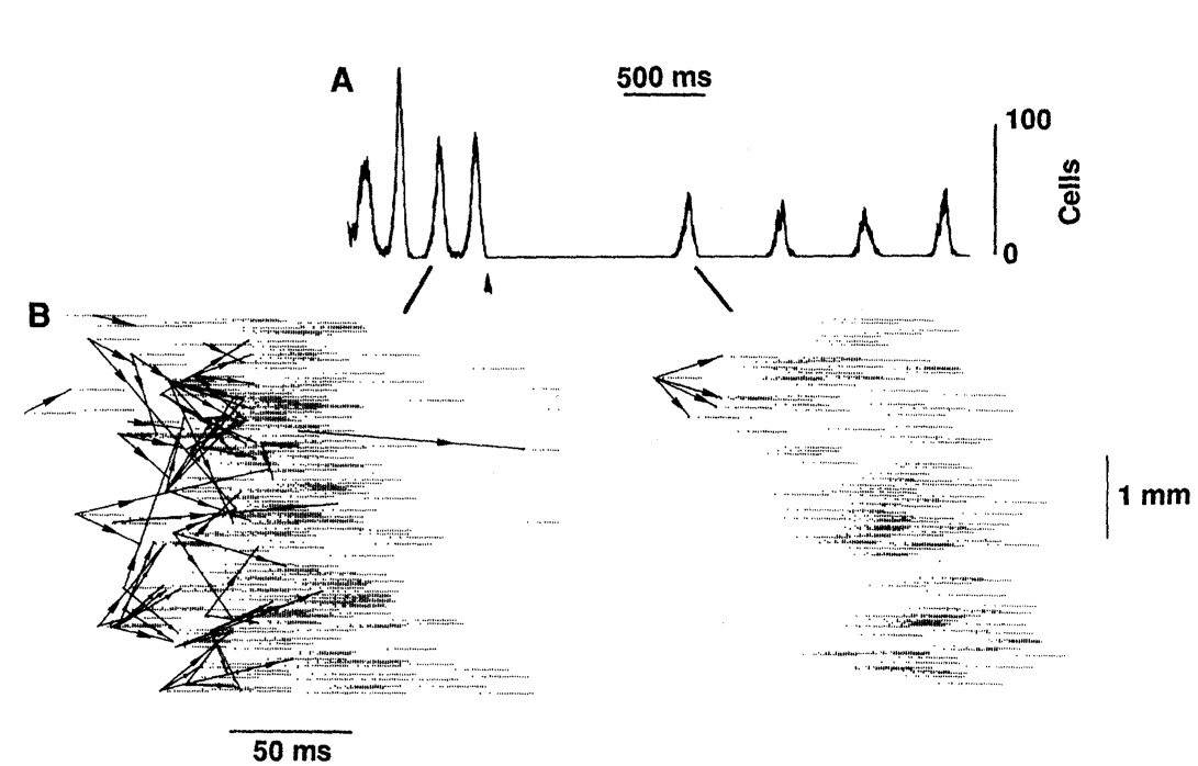 A classic illustration from Traub, Miles and Wong's 1989 Science paper, showing the propagation of discharge sequences in a computer model of the hippocampus