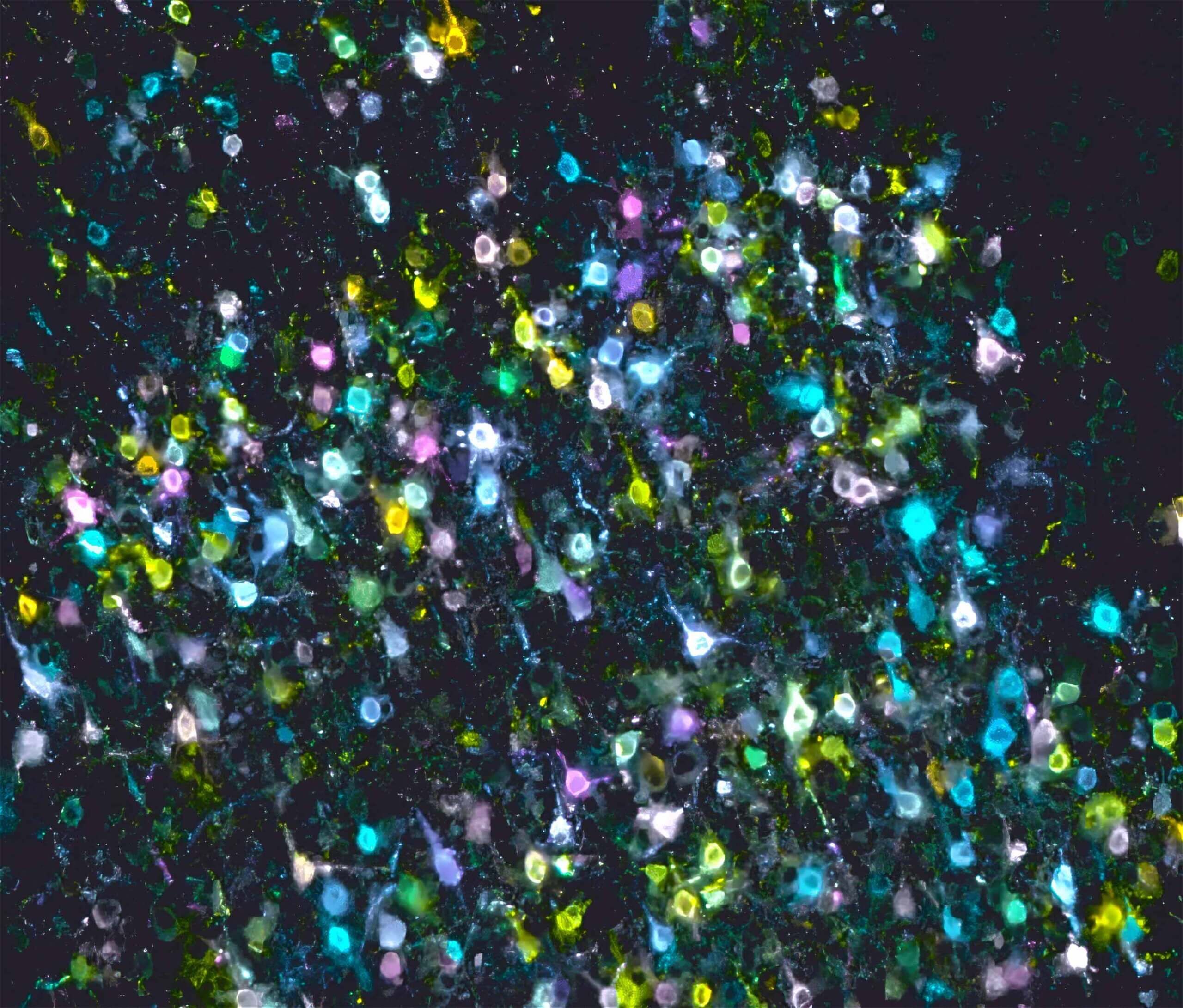 RNS címkékkel jelölt idegsejtek az agykéregben. Az egyes sejtekre jellemző címkék azok összes axonágában megtalálhatók, így azonosítható mely idegsejt hova vetít.