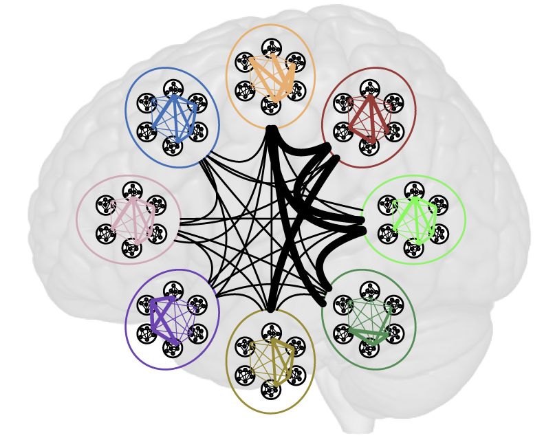 Az agy egy hálózat, melyet egy gráffal lehet leírni. Egy gráfot a csomópontai és a csomópontok közötti kapcsolatok, az élek írnak le. Genetikus és fejlődési okai vannak annak, hogy kiben melyik agyterület (csomópont) millyen mértékben fejlett, illetve, hogy a csomópontok közötti kapcsolatok (élek) milyen erősek. Ennek kövezkezményeként agyi modelljeink részletei és kölcsönhatásaik erőssége eltérő. Máshogy dolgozzuk fel az információt és máshogy, eltérő részletekben tudjuk előhívni azokat.