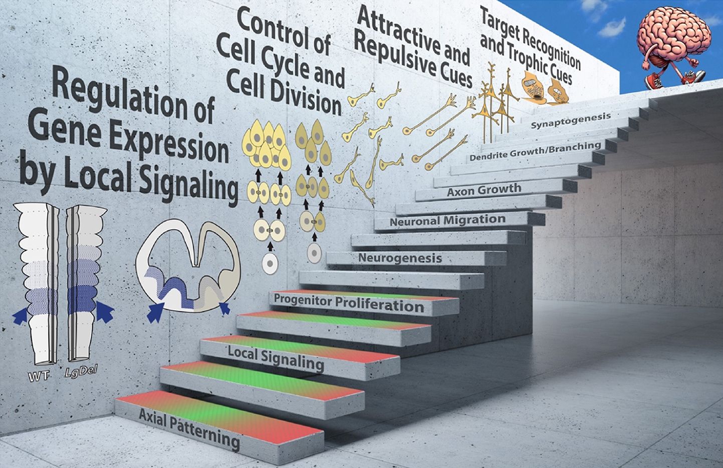 A poligénes hálózat fejlődés lépcsői. Minden egyes lépcsőfokot optimálisan is „meg lehet mászni” (például az adott fok zöld tartományában maradva), vagy szuboptimálisan, „megbotolva” a piros zónákban. Az egyes lépcsőfokokon az optimális tartományában való haladás az alapvető normális sejtbiológiai mechanizmusok hatékony működését tükrözi, melynek során a falon feltüntetett agyfejlődési fázisokon halad végig a rendszer. Minden ilyen mechanizmust összetett többgénes hálózatok szabályoznak, amelyek a genom nagy hányadát mozgósítják.  A tető elérése: ha minden lépcsőfokon az optimális tartományban maradunk, megbotlások nélkül haladunk, az eredmény egy maximálisan adaptív agy, amely készen áll az egész életen át tartó, egészséges viselkedésszabályozásra. Ha azonban egy vagy több — akár sok — lépcsőfokon és az azokhoz kapcsolódó sejtbiológiai mechanizmusok szintjén „megbotlások” történnek, ezek olyan agyi állapothoz vezetnek, amely kevésbé differenciált a viselkedés élethosszig tartó, maximálisan adaptív szabályozására. Ez alapvető kockázatot teremt az idegrendszeri fejlődési rendellenességek kialakulásában.