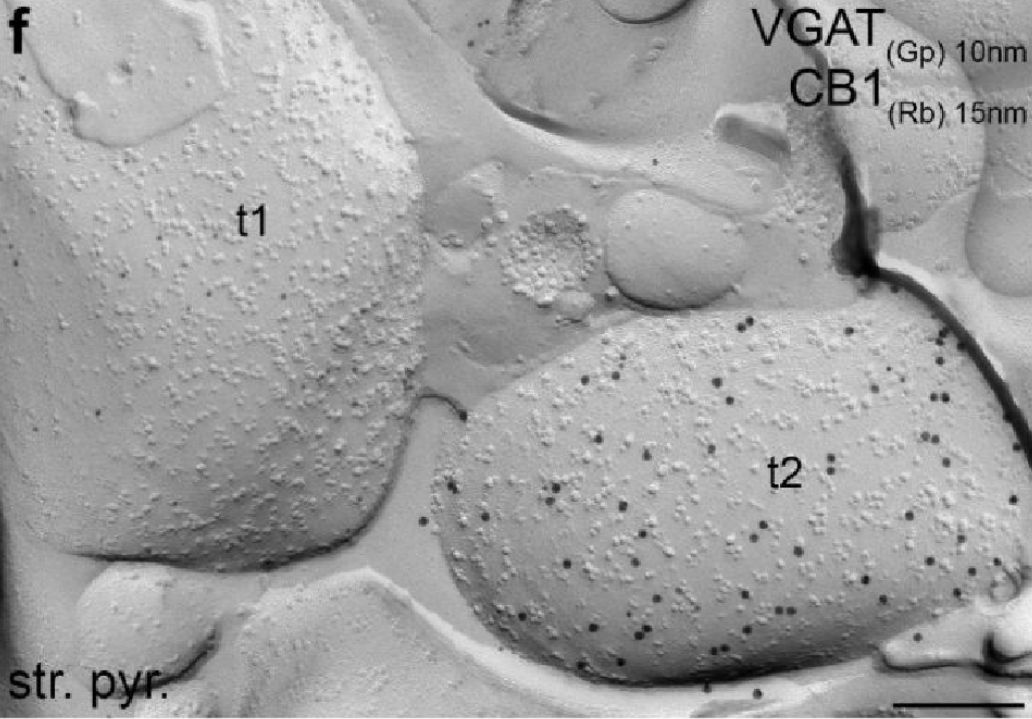A t1 és t2-vel jelölt axonterminálisok mindegyike tartalmaza a gátlósejtek átvivőanyagának a transzporterét a VGATot. Ezt a kis 10 nm-es aranyszemcsék jelzik. A cannabis egyes típusú receptora (CB1) a nagyobb (15 nm) aranyszemcsék felhalmozódsa szerint azonban csak a t2 végződésben van jelen.