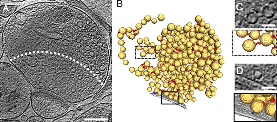 Electron tomográfos EM felvétel (A) és az abból rekonstruált 3d szinaptikus hólyagocsaka eloszlás (B) . C és D kinagyított azonosított részleteket mutat be. 