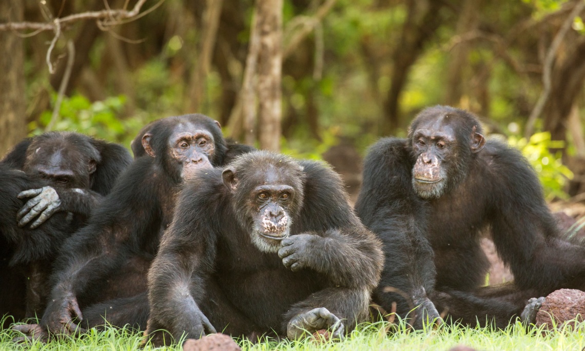 Tudom, hogy Béla tudja, hogy Jolán tudja, hogy én tudom honnan szerezte azt a finom kövér pondrót. A szociális agy egyik szerepe, hogy megértsük mit gondol a másik és mire számítsak vele kapcsolatban.
