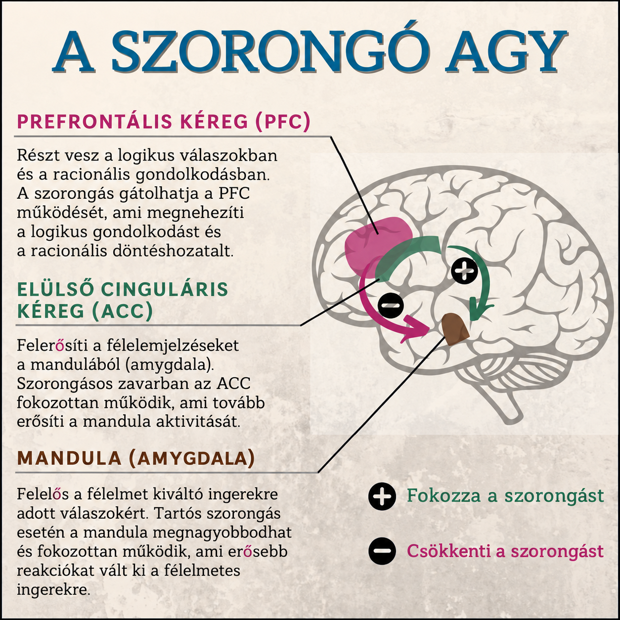 A homloklebeny csitítgatja az amigdalát, az elülső övtekervény (ACC) pedig hergeli. Ha itt megbomlik az egyensúly többféle szorogásos állapot alakulhat ki