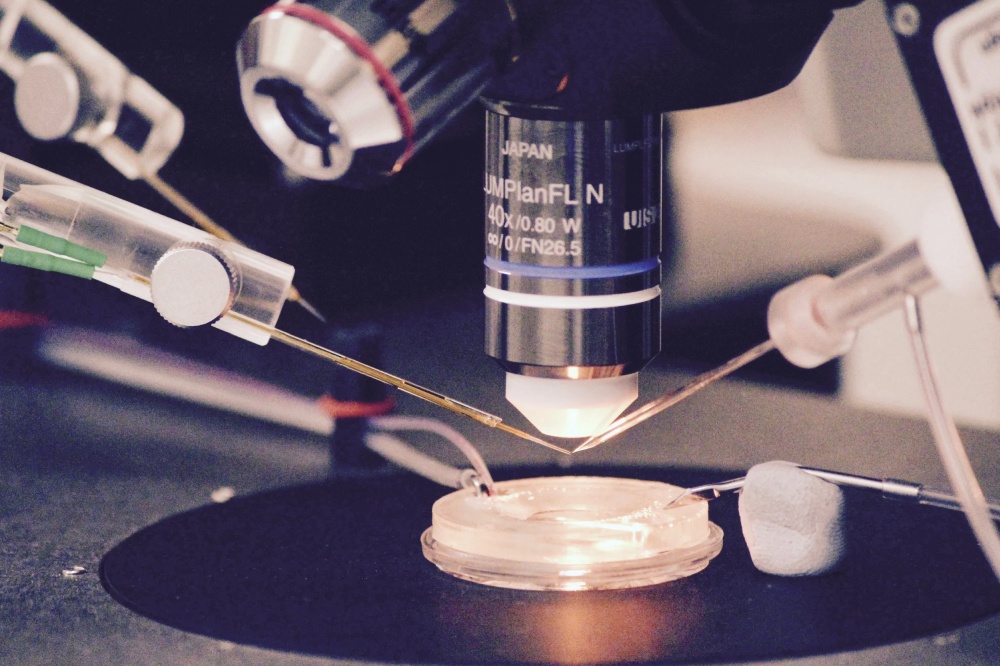 Agyszelet fenntaró kamra mikroszkóp alatt. Jobbról és balról két üvegelektród közelíti meg a szeletet, melyekkel mezőpotenciált és egy sejt aktivitást lehet elvezetni.