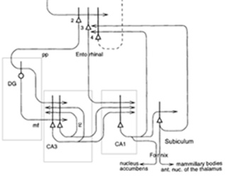 A hippokampusz kapcsolatrendszere. Ez az agyterület több különböző módon kapcsolt alhálózatból áll.