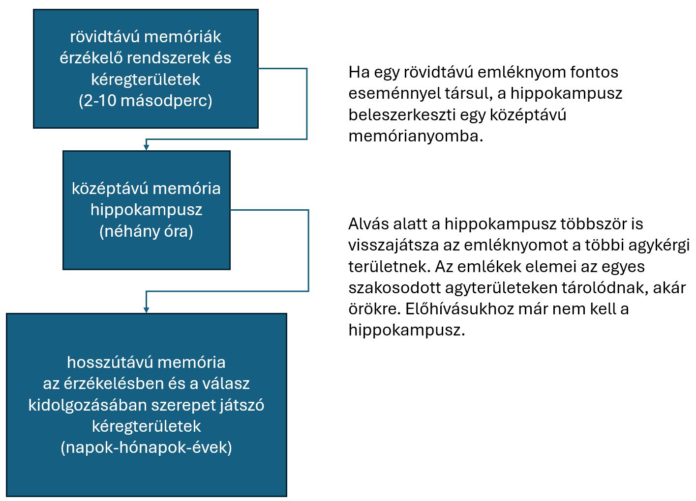 A memória rögzülésének fázisai.