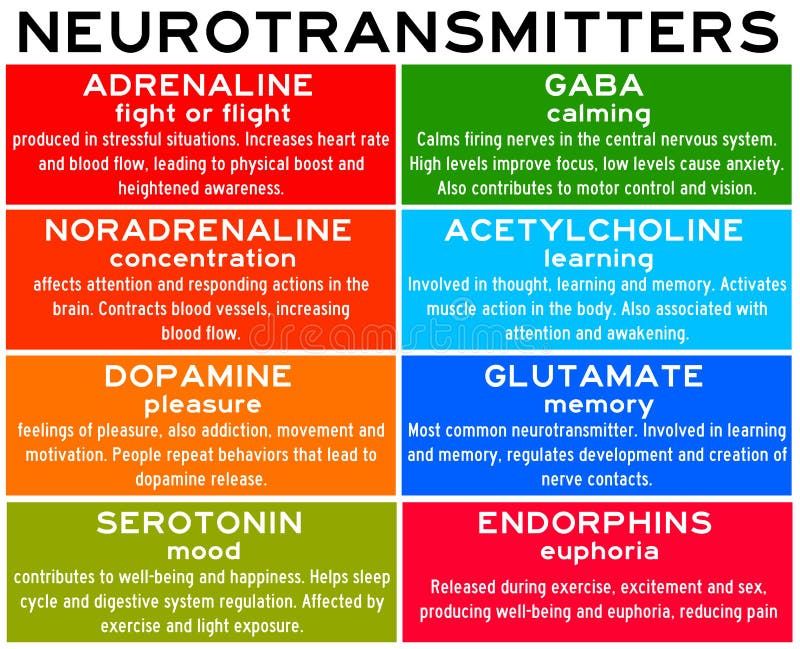 Az egyes transzmitterek szerepe (sajnos csak angolul) a szervezet működési módjainak beálításában..