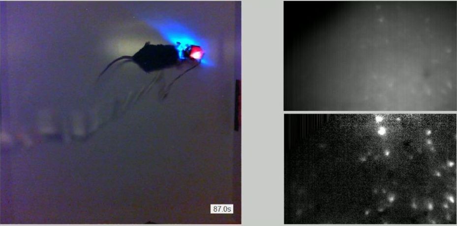 Labirintusban tájékozódó, szabadon mozgó egér a fejére épített apró mikroszkóppal, melybe száloptikán érkezi be a vizsgálatokhoz szükséges kék lézerfény. Jobboldalon egy csendes (fent) és egy működő (lent) idegsejt csoport képe látható.