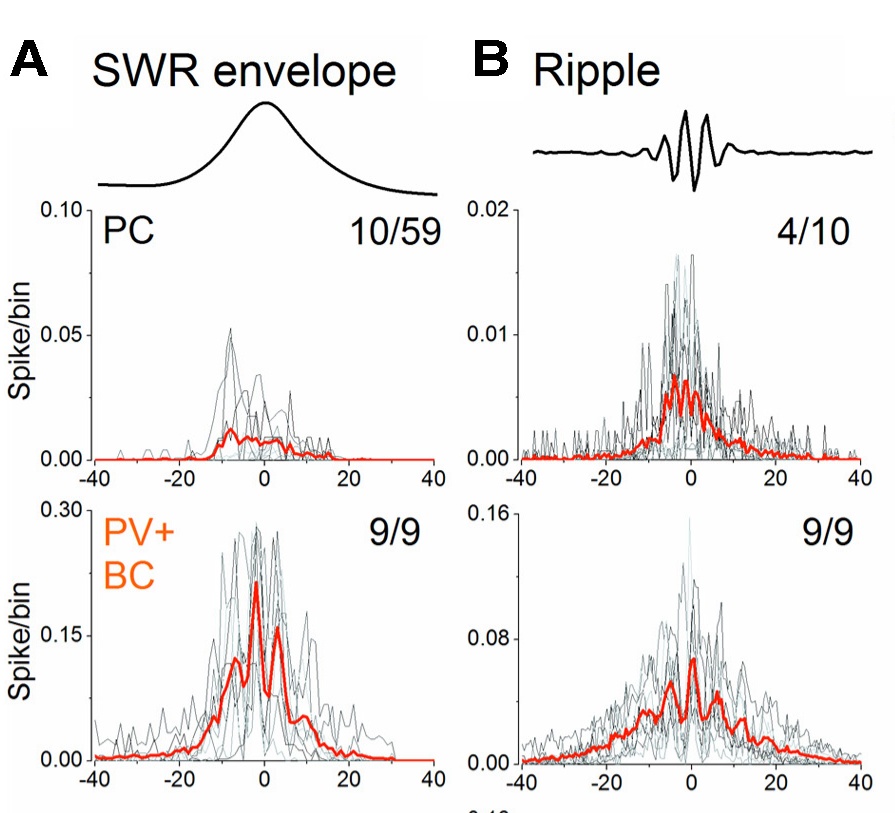 A sejtek tüzelésének időzítése a SWR burkolójához (bal) és a fodor (ripple) oszcillációhoz (jobb) képest. Csak a piramis sejtek (PC) és a parvalbumin kosársejek (PV) eredményeit mutatjuk. A PV sejtek jelentősen többet és pontosabban tüzeltek, ők adják a ritmust amihez a PC-k igazodnak.
