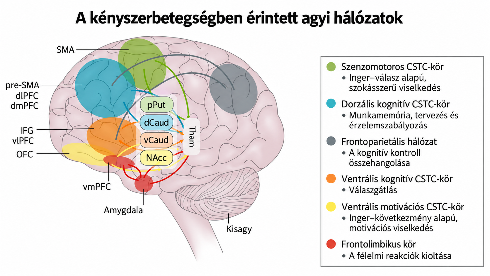 A kényszerbetegségben érintett területek. Számos agykérgi terület mellett a striátum (középső, világos kerettel kiemelt) is érintett. Ugye az agykéreg-striátum kör felelés a mozgások tervezéséért, az adott helyzetben nem megfelelő tervek elvetéséért.
