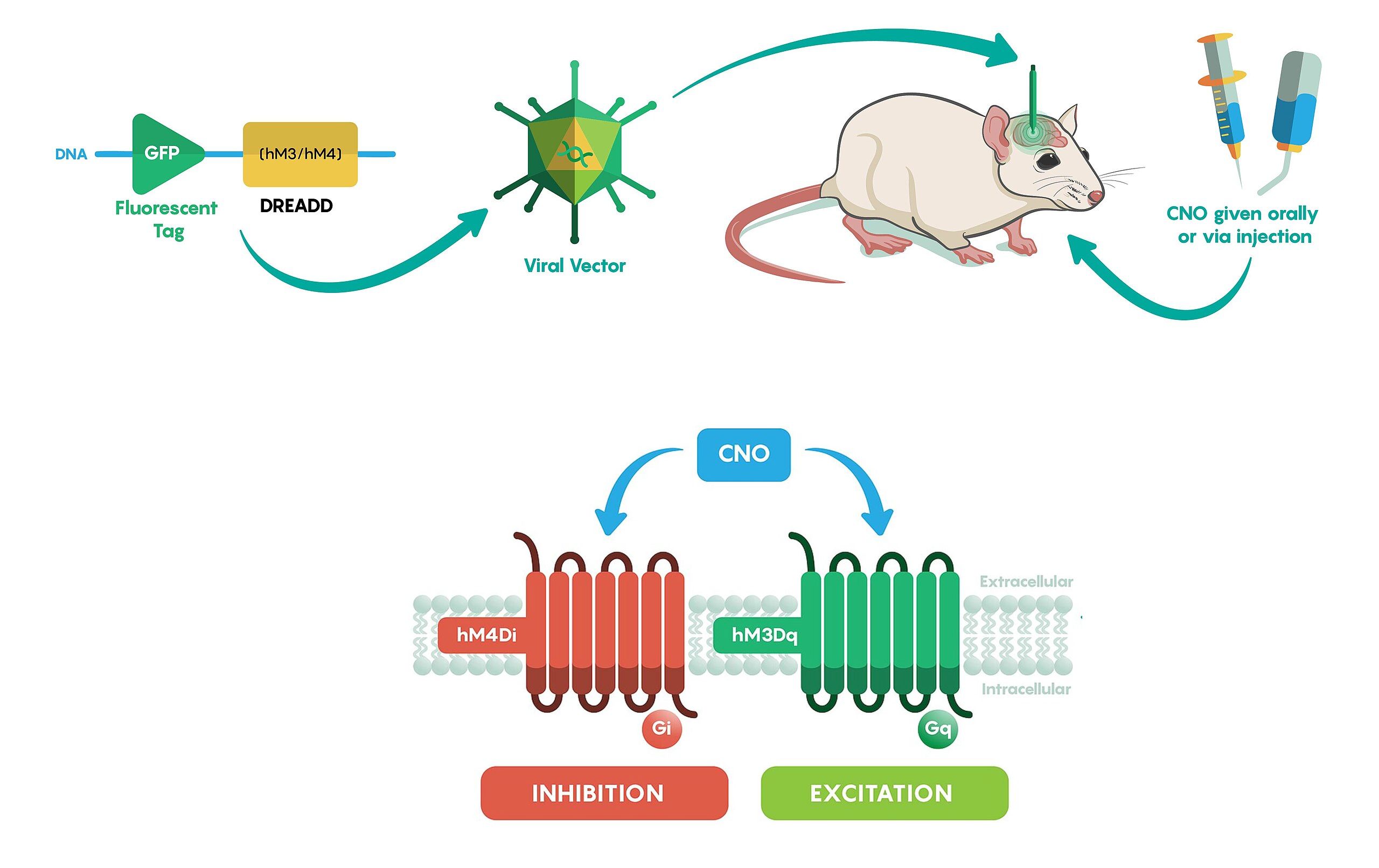 A DREADD receptorok egy CNO nevű hatóanyag hatására aktiválódnak. A sejtek működésére lehetnek gátló-inhibition-Gi vagy serkentő-excitation-Gq hatásúak.