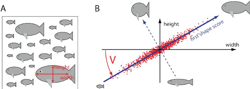 A Principal Component Analysis (PCA, főkomponens analízis) az egyik leggyakrabban használt dimenzió redukciós eljárás. Egy összetett adatszerkezetben megpróbálja megtalálni a legjellemzőbb összefüggéseket. A példa azt mutatja be hogyan lehet a halak alakeloszlásának főbb vonásait megtalálni. Ha minden egyes hal esetében elhelyezünk egy pontot egy 2D grafikonon, melynek koordinátáit a hal hossza és magassága szabja meg, kapunk egy pontfelhőt. Általában a hoszabb halak magasabbak is, ezért egy átlósan ferde pontfelhőt kapunk, mely azért nem tömör, mert a halak viszonylagos magassága variál. A PCA megkeresi, mely irányban variál legjobban a pontfelhő. Az első főkomponens ez lesz, ezt forgatjuk be egy új ábra vízszintes tengelyébe, ennek jelentése mondjuk, hogy mennyire masszív egy hal. A második főkomponens a halak tömzsisége lesz. Ez ugye még nem dimenzió redukció, csak máshogy értelmezés. De ha több mért adatunk van, lesznek olyan komponensek,  amik mentén nemigen van változatosság, ezeket kiejthetjük. Kevesebb dimenzióban könyebben megtaláltuk a fontosabb összefüggéseket.