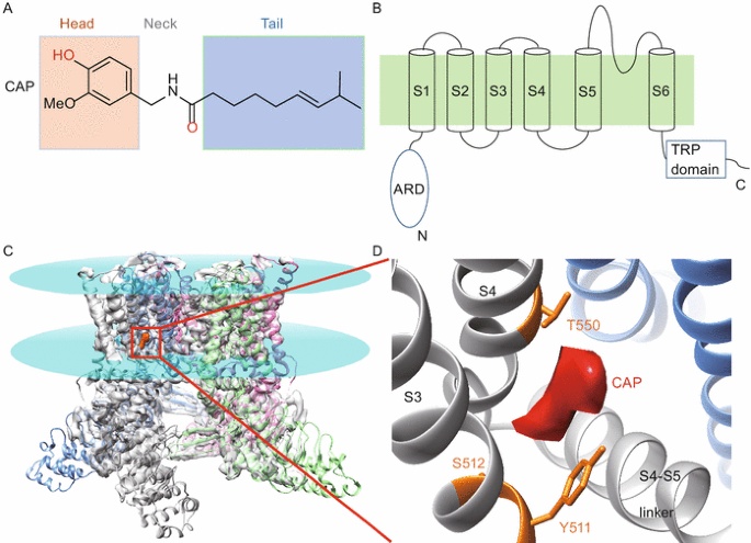 A capsaicin és a fájdalomérzésben fontos TRPV1 receptor szerkezete, illetve a capsaicin kötőhelye a TRPV1 receptor 3D szerkezetében.
