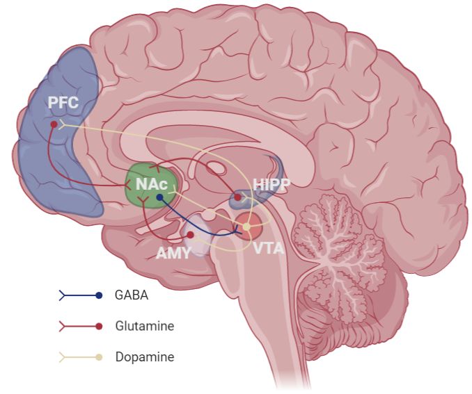 A jutalmazási rendszerben résztvevő területek. A VTA (ventral tegmental area) dopaminerg sejtjei jelzik menyire sikeres a próbálkozásunk. A dopamin a homloklebenyben, a hippokampuszban, az amigdalában és a NAc (nucleus accumbens) területén hatva, sikeres esetben, beindítja a tanulást, örömet és sikerélményt vált ki.