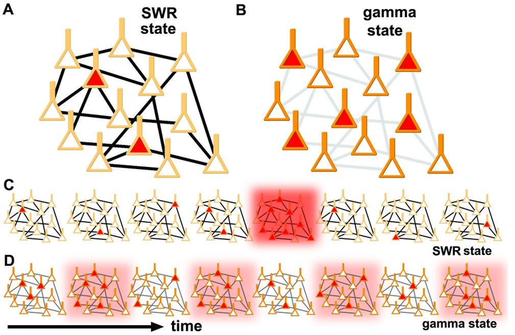 A bal felső ábra a CA3 hálózatot mutatja alacsony kolinerg tónus mellett. Ilyenkor a sejtek serkenthetősége alacsony (világos narancs sejtek), melynek hatására egyszerre viszonylag kevés sejt aktiválódik. Viszont, ahogy a vastag fekete összeköttetések jelzik, a sejtek hatékonyan kommunikálnak. A jobboldalon a hálózat tulajdonságai látszanak acetil kolin jelenlétében. Ilyenkor a sejtek könnyen aktiválódnak (erős narancs körvonalak) aminek hatására sok sejt aktiválódhat egyszerre. De ugyanekkor a sejtek közötti kapcsolatok erőssége csökken (szürke vonalak). A C panel azt mutatja, hogy SWR állaotban ugyan ritkán aktiválódik a hálózat, de mivel erősek a kapcsolatok az aktivitás magas szintre gerjed. A D panel a gamma aktivitás alatti dinamikát mutatja. Ilyenkor a sejtek gyakran beindítják a hálózatot, vuszont az aktivitás lassan épül fel és a felépülő gátlás leállítja, mielőtt magas szintre jutna.