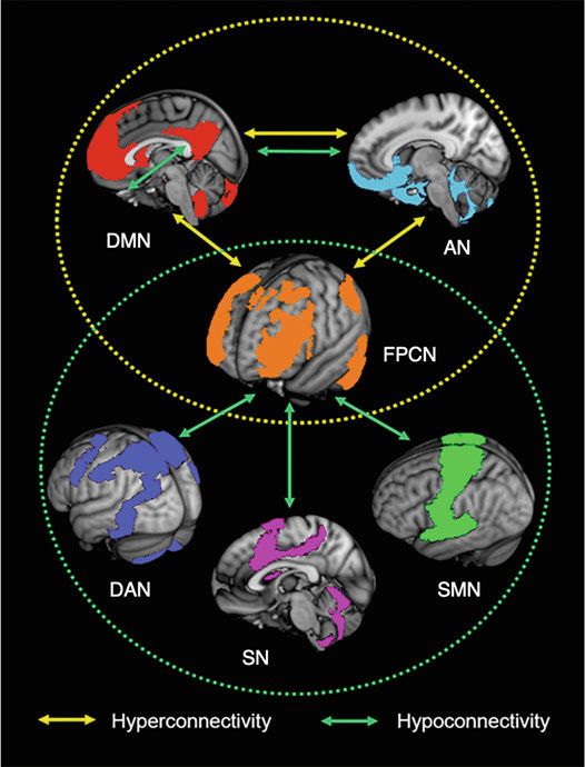 A fenti módszerekkel azonosított néhány alapvető agyi funkcionális hálózat, melyek a külső ingerek és belső késztetések hatására követik egymást. Ezekről lesz szó a továbbiakban.