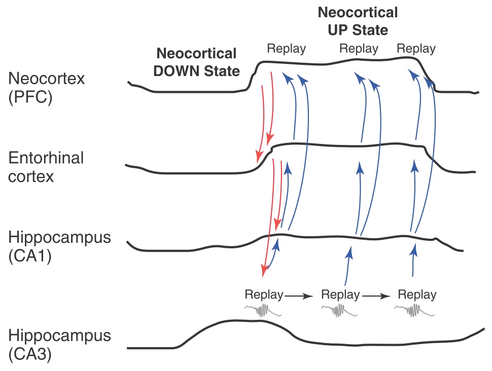 Az agykéreg és a hippokampusz aktivitásának kölcsönhatása lassú-hullámú alvás alatt. A nyilak az információáramlás irányát mutatják a feldolgozási módok között átkapcsoló (és ezért EEG jel-átmenetet mutató) agyterületek között. Az egyes területek prcÍz időbeli viszonyban kapcsolnak be.