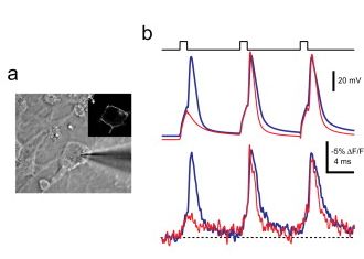 Baloldalt egy idegsejt látható amiből egy üvegpipetta segítségével elektromos jeleket vezetnek el. Jobboldalt az idegsejtből elvezetett elektromos jelek (fent) és az ugyanekkor elvezetett feszültségérzékeny fehérje által kibocsájott fényjelek (alul) láthatók. A fekete és a piros görbék a sejt erős és gyenge aktiválására bekövetkező elektromos és optikai válaszok. Jól látszik, hogy a feszültségérzékeyn optikai jel gyorsan követi a feszültségváltozást.