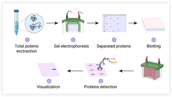 A Western-blotban a méretük szerint szétválogatott fehérjék kimutatásához antitesteket használnak.