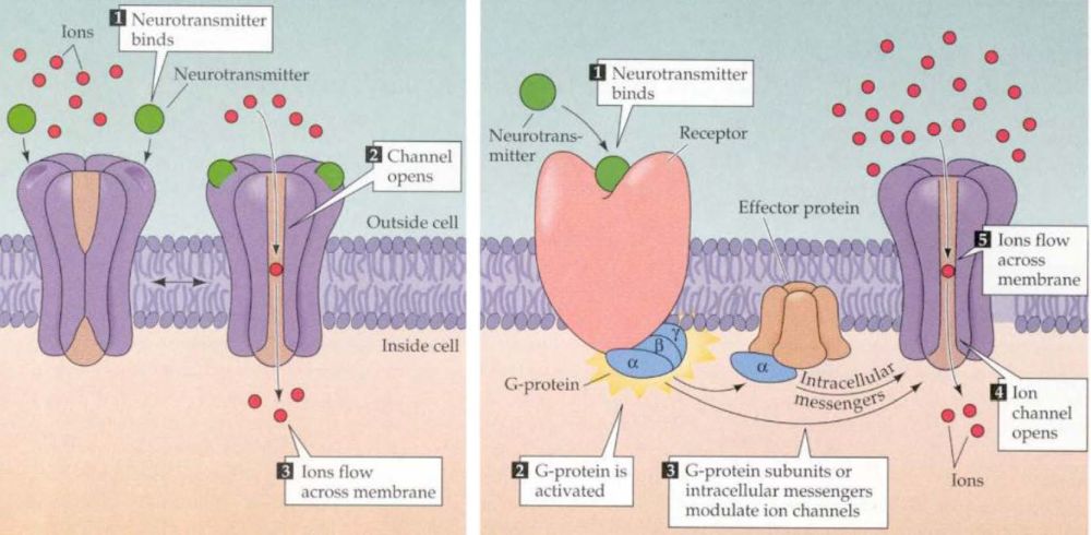 Az ionotróp és metabotróp receptorok jelátvitele. Baloldalt egy ionotróp, azaz egyben ioncsatornaként szolgáló receptor látható. Amikor a receptor átviőanagot köt (1), kinyílik (2) és a receptorra jellemző beáramló ionok megváltoztatják a membránpotenciált (3). Jobboldalt egy metabtróp receptor és a hozzá tartozó jelátvivő molekularendszer látható. A rceptor önmaga nem ioncsatorna. Amikor átvivőanyag molekulát köt (1), megköt és módosít egy sejten belüli átvivőanyagot (2, itt G fehérje). Ez elszivárog (3) egy hangolható ioncsatornáig és azt kinyitja (4). A csatornára jellemző beáramló ionok (5) megváltoztatják a membránpotenciált.