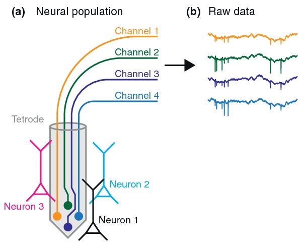 A bal oldalon egy 4 csatornás elektród és a körülötte elhelyezkedő 3 sejt sematikus rajza látható. A 4 elvezetési csatornát eltérő színű drótok jelzik. A jobb oldalon a 4 csatornáról elvezetett elektromos jel látszik. Megfigyelhető, hogy a tüskeként látszó akcióspotenciálok mérete elektródonként más. A jelméretek aránya az  elektródákon jellemző egy-egy sejtre és felhasználható azok azonosítására.