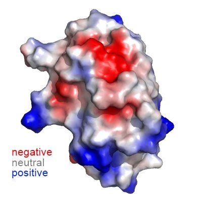 Elektromos töltéseloszlás egy fehérjemolekula felszínén. Ez határozza meg milyen kölcsönhatásokba lép egy fehérje.