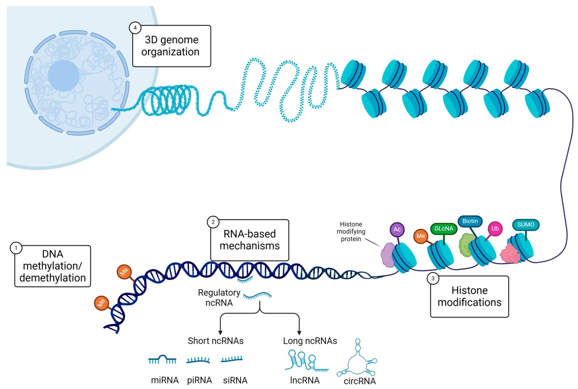 A sejtek szabályozásához a DNS információ tartalmán kívül információt tároló epigenetikai mechanizmusok is hozzájárulnak: a DNS-metiláció, a hisztonmódosítások, a kromatin szerkezeti átrendeződései nem-kódoló RNS-ek képesek finoman szabályozni a génkifejeződést.