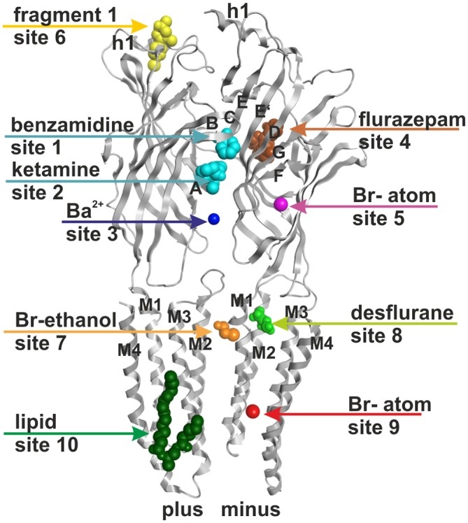 A gátló ingerületátvitelben szerepet játszó GABAa receptor (szürke) számos, működését módosító anyagot képes megkötni.