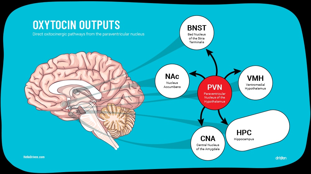 A hypothalamus paraventriculáris magjából felszabaduló oxytocin az agy számos részén hat. Részletek a szövegben.