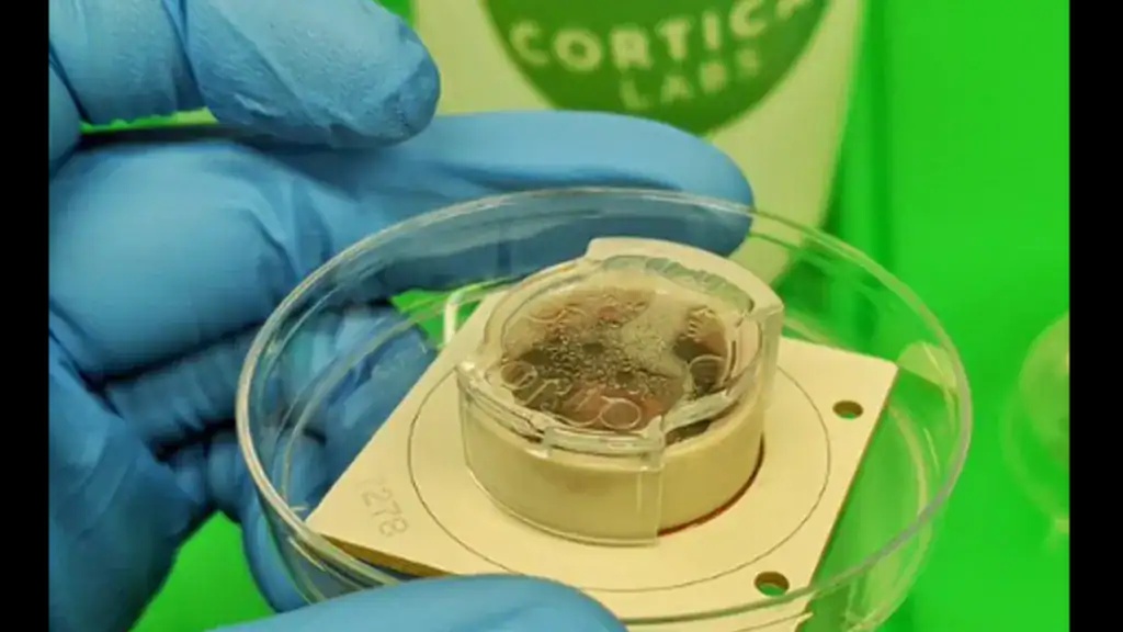 A minapi hírben említett Cortical Labs cég agy organoidokat növeszt és számításokra próbálja rávenni őket. A tenyésztett 800 000 idegsejt -úgy-ahogy- de már képes egyszerű viedojátékokat játszani (a nagy nyelvi modellek alapjául szolgáló deep-learning hálózatok is így kezdték és mire vitték). Ez a technológia az organoidok kiválthatják majd az AI futtatásához szükséges adat farmokat és azok rettenetes energiaigényét.