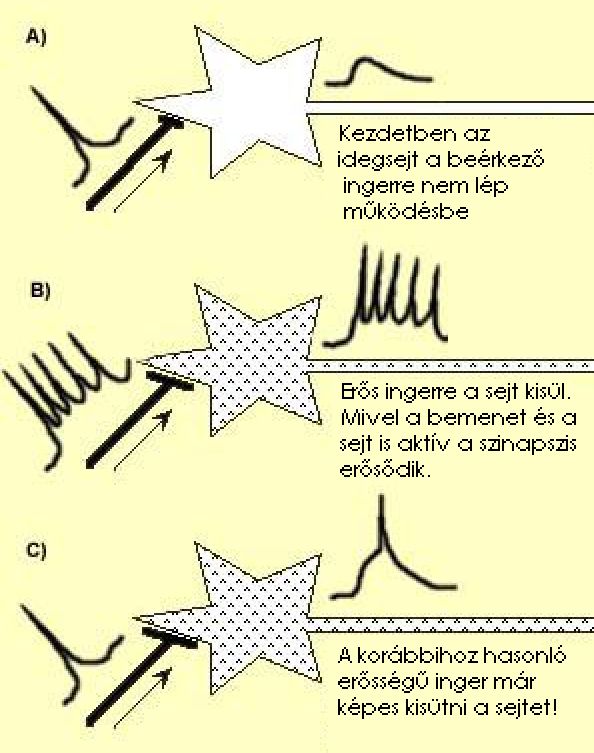 A Hebb mechanizmus lépései: A) Kezdetben az  idegsejt a beérkező  ingerre nem lép  működésbe. B) Erős ingerre a sejt kisül. Mivel a bemenet és a sejt is aktív a szinapszis erősődik. C) A korábbihoz hasonló  erősségű inger már képes kisütni a sejtet!