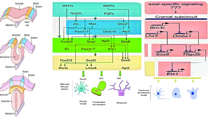 Az embrió szervezésében és az idegrendszer kialakulásában fontos első lépcső, a velőcső kialakulásának génszabályozó hálózata (GRN). Az embrionális fejlődés során különböző induktív jelek formázzák az embrionális ektodermát (külső sejtréteg), és kiváltják a neurális lemez határát meghatározó gének kifejeződését. Ezek a gének együttműködve kijelölik a neurális lemez határterületét, és egyúttal elősegítik az idegléc specifikációját, az idegrendszer tájainak (gerincvelő, agyhólyagok) kialakulását a neural crest specifier gének aktiválásán keresztül. Ez az idegléc-specifikációs program az EMT (epitheliális–mezenchimális átmenet) működésbe lépéséhez vezet, amely lehetővé teszi, hogy az ideglécsejtek vándorlóvá váljanak. A vándorló ideglécsejtek olyan specifikus szabályozókat fejeznek ki, amelyek biztosítják számukra a mozgékonyságot és azt a képességet, hogy különböző differenciációs programokat indítsanak el.